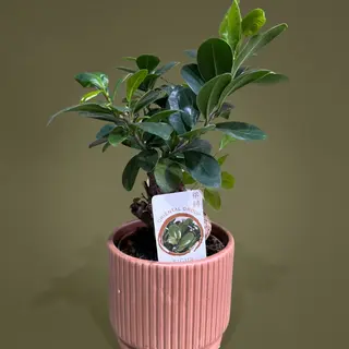 Ficus Ginseng cu ghiveci de ceramica