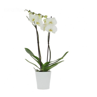 Orchidée Blanche 2 Branches sans vase