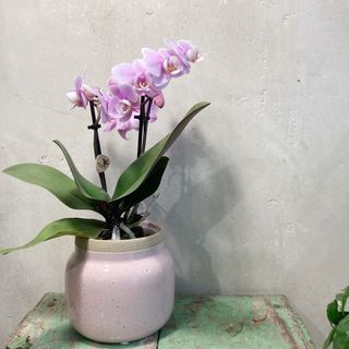 Orquídea En Maceta 