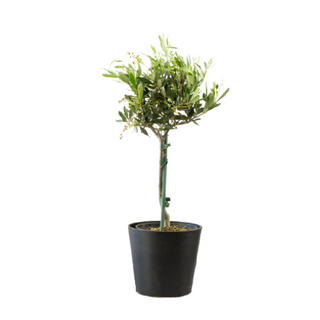 Bonsai Ulivo