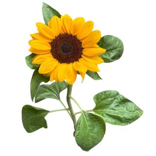 Girasole confezionato 