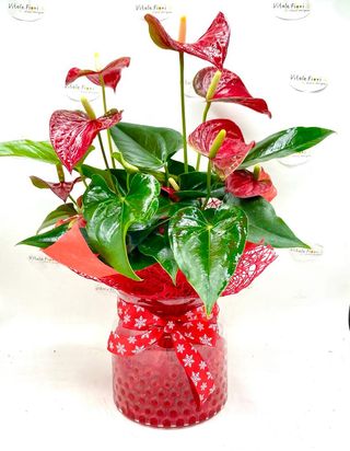 Anturium in vaso