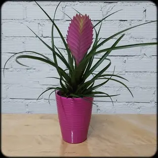 Tyllandsia "Anita" con maceta