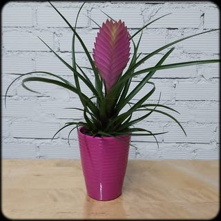 Tyllandsia "Anita" con maceta