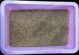 Lenticchia scura 1 kg