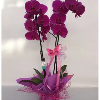 Orchidea Phalaenopsis ben confezionata