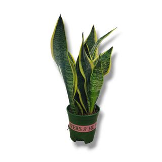 Sansevieria