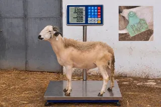 01281855 - 69 Kg