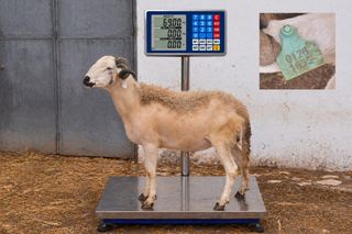 01281855 - 69 Kg