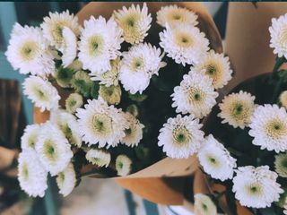 ქრიზანთემა