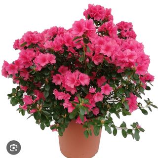 Azalea 
