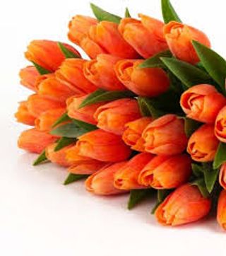 20 Tulipani arancio