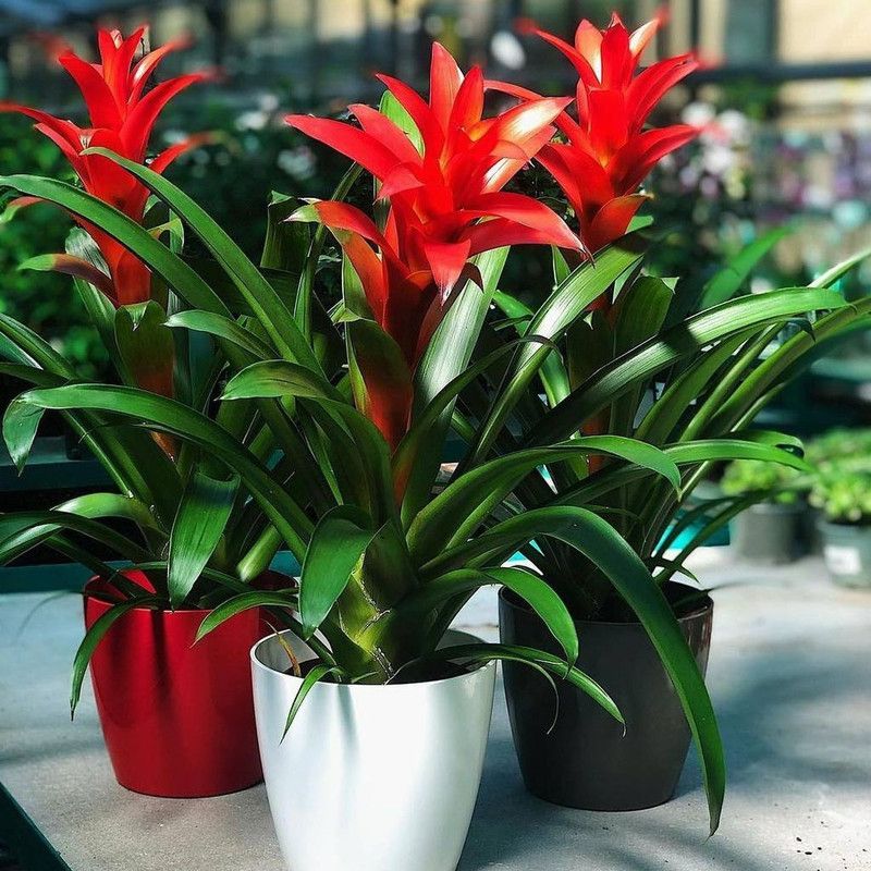 ДОМАШНИЕ ЦВЕТЫ