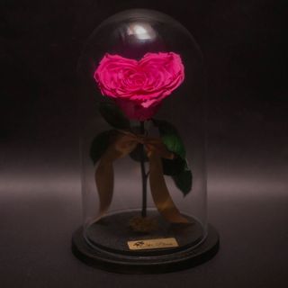 Trandafir Criogenat Inimă Fuchsia în Cupolă