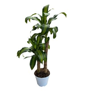 Messangeana vaso 21 cm 