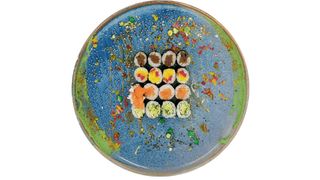 Hoso PartyBox (16 szt.)