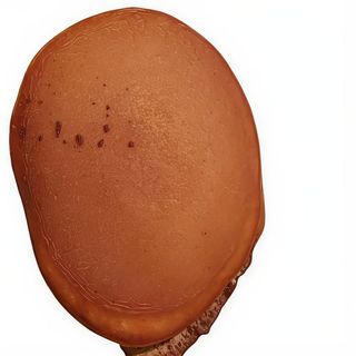 dorayaki de chocolate