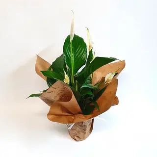 Planta Spathiphyllum