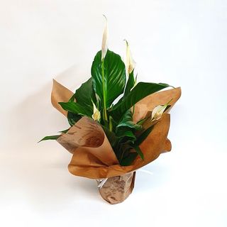 Planta Spathiphyllum