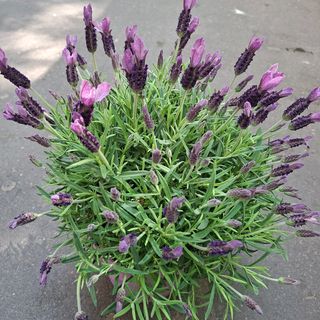 Lavanda