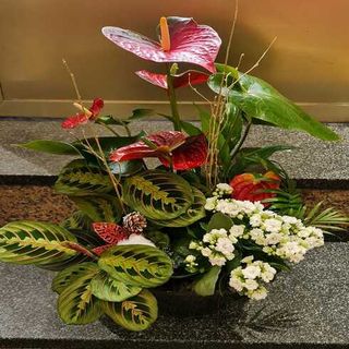 Centro De Planta Variada. 