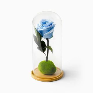 Rosa Azul Bebé Preservada em Campânula