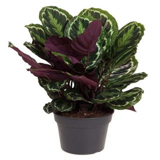 Calathea Medaglione
