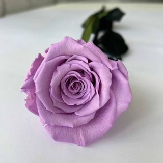 ROSA ETERNA MORADA O LILA TALLO LARGO