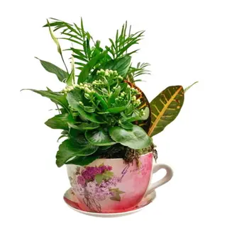 Taza