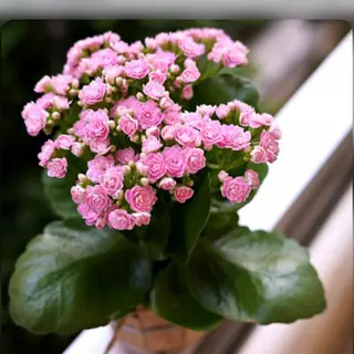 Kalanchoe rosa 