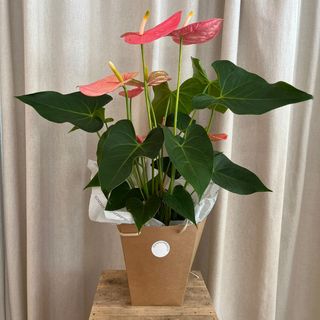 Anthurium