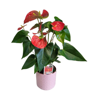 Anthurium la ghiveci