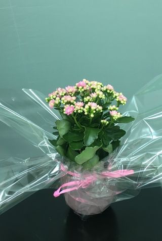 Kalanchoe con macetero 