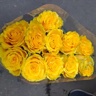 11. Rosa  gialla