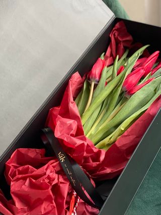 Cutie Premium 15 Lalele