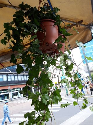 Pianta di edera ( Hollandese)