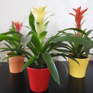 Guzmania mix
