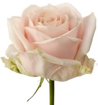 Rosa rosa singola confezionata