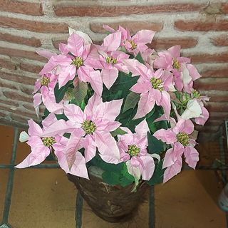 PLANTA DE NAVIDAD COLOR  Preparada para regalo