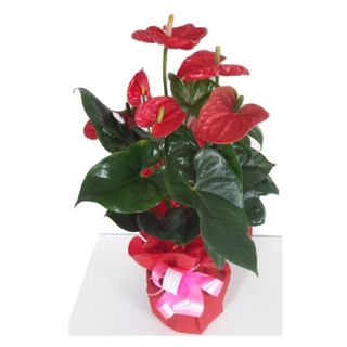 Anthurium