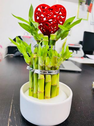 Bamboo Della Fortuna