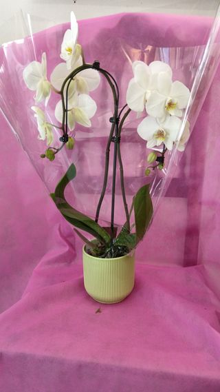 orchidea due rami