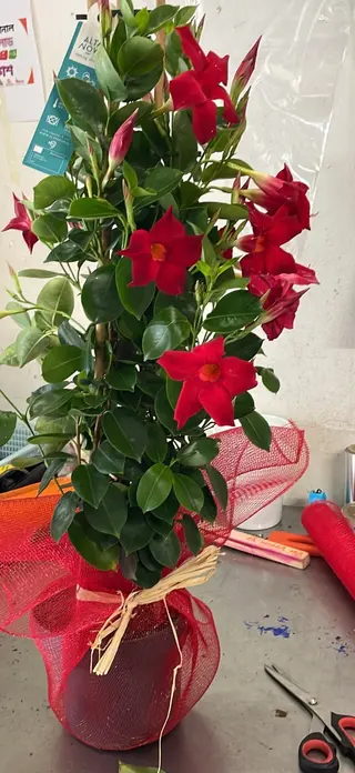Pianta dipladenia rosso