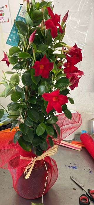 Pianta dipladenia rosso