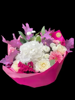 Special Ciclamen