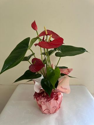 Antúrio Decorado Pequeno