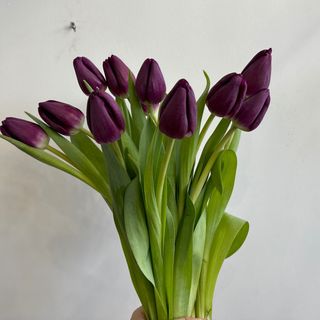 ჰოლანდიური ტიტები