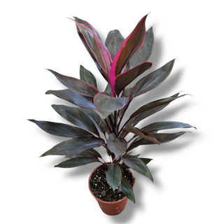 Cordyline 