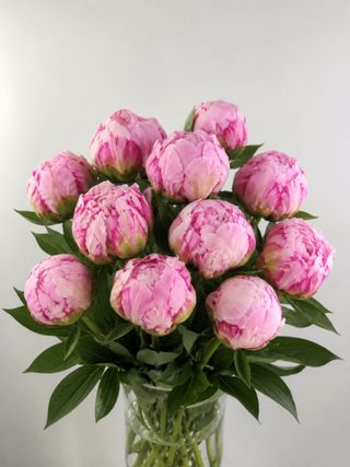 Piwonie 11 szt.