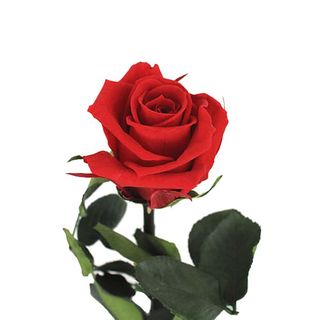 Rosa Eterna Roja
